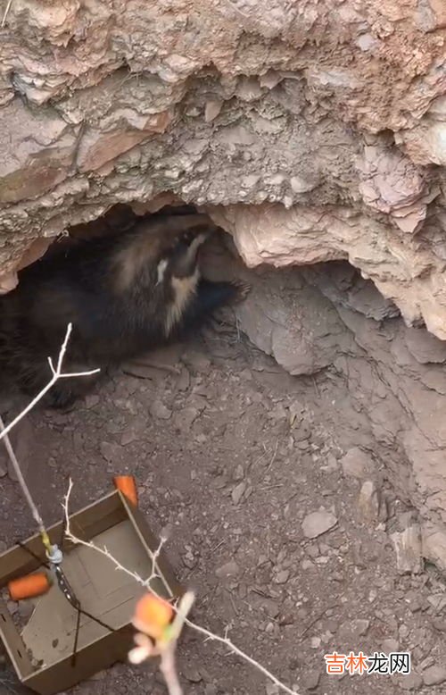 獾子是几级保护动物,狗獾子是几级保护动物怎么罚