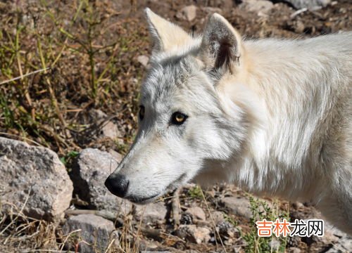 獾子是几级保护动物,狗獾子是几级保护动物怎么罚