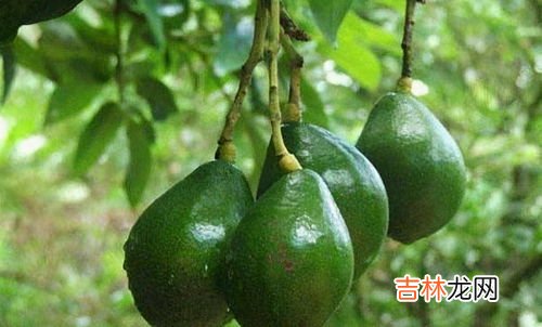 牛油果放冰箱还是常温,牛油果可以放冰箱吗 牛油果怎么放不黑
