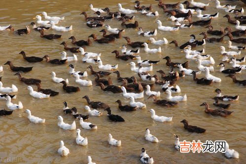 鸭子吃什么,小鸭子喜欢吃什么