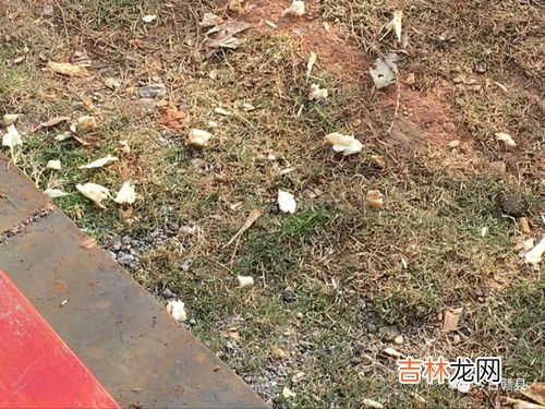 甘蔗渣是属于厨余垃圾吗,甘蔗渣是什么垃圾？