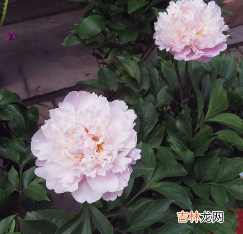 芍药花语,芍药花的花语