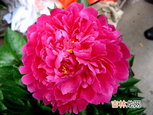 芍药花语,芍药花的花语