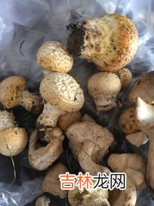 蘑菇过夜还能吃吗,蘑菇可以过夜吃吗?