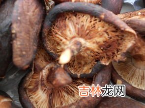 蘑菇过夜还能吃吗,蘑菇可以过夜吃吗?