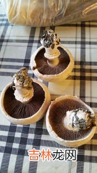 蘑菇过夜还能吃吗,蘑菇可以过夜吃吗？