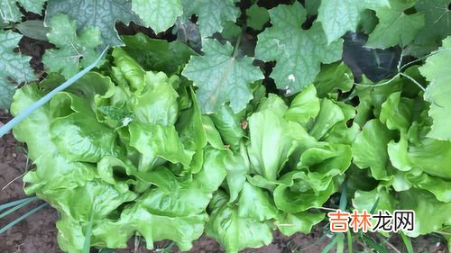 生菜怎么保存新鲜不烂,生菜怎么保存新鲜不烂
