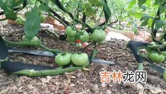 圣灵的九种果子,你在圣灵果子的9个方面哪一个方面比较薄弱?你打算如何改变?