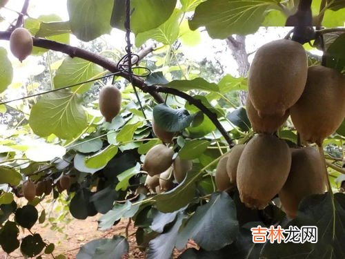 圣灵的九种果子,你在圣灵果子的9个方面哪一个方面比较薄弱?你打算如何改变?