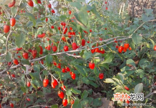 圣灵的九种果子,你在圣灵果子的9个方面哪一个方面比较薄弱?你打算如何改变?