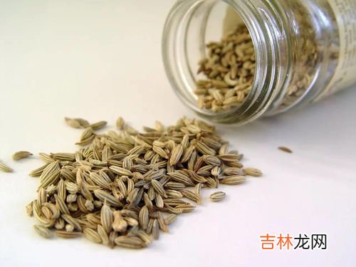 小茴香籽怎么泡水,调料小茴香怎么用