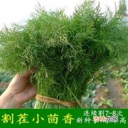 小茴香籽怎么泡水,调料小茴香怎么用