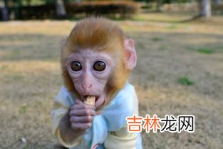 今年65岁属什么,是哪一年的,65岁是哪年出生的?