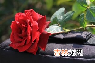 四朵玫瑰代表什么意思,请问一个男人送女人四朵玫瑰花是什么意思?请