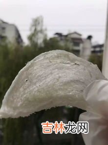 一盏燕窝10克正常么,燕窝一盏的重量 燕窝一盏是多少克