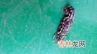 如何防止红豆生虫,长在红豆上面的虫子,有很多,密密麻麻的,怎么处理?