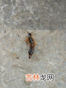 如何防止红豆生虫,长在红豆上面的虫子,有很多,密密麻麻的,怎么处理?