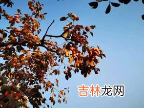 霜降过后地里的姜还能长多少,姜的种植条件和产量