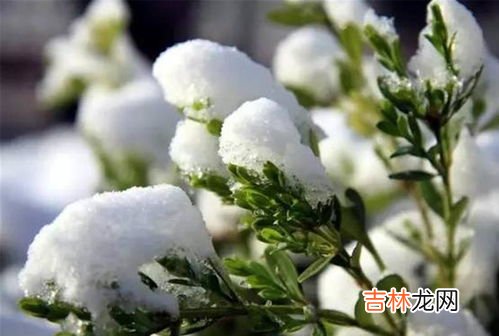 霜降过后地里的姜还能长多少,姜的种植条件和产量