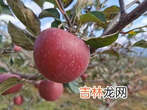 盐源苹果产地是哪里,大凉山盐源苹果好吃吗
