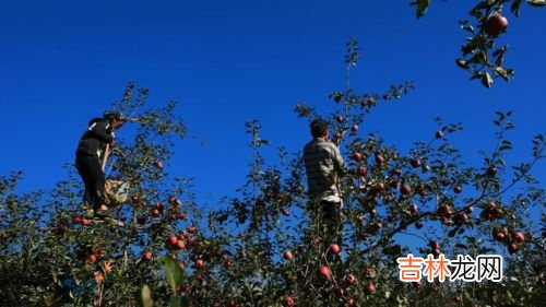 盐源苹果产地是哪里,大凉山盐源苹果好吃吗