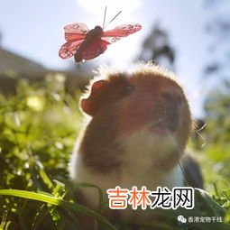 就像小鸡那样的声音一样的 荷兰猪叫声的含义,荷兰猪发出低沉的叫声是什么意思？