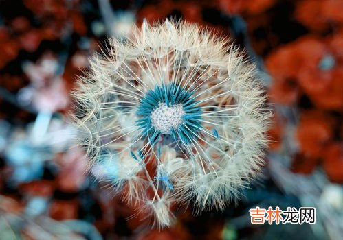 蒲公英的别名又叫什么,蒲公英有哪些别名