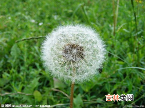 蒲公英的别名又叫什么,蒲公英有哪些别名