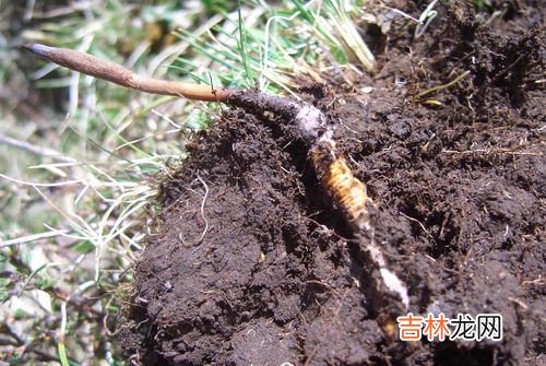 冬虫夏草是植物还是动物,冬虫夏草是动物还是植物 冬虫夏草是一种十分稀有的真菌植物对吗