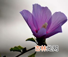 夏天开的花,夏天开的花朵有什么