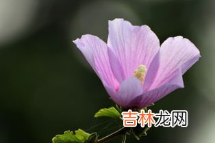 夏天开的花,夏天开的花朵有什么