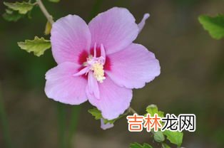 夏天开的花,夏天开的花朵有什么