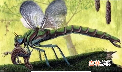 蜻蜓出现预示着什么,蜻蜓满天飞预示什么现象
