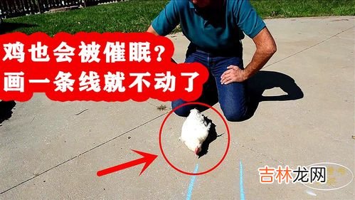 为什么鸡看到画直线会晕,在鸡的面前画一条直线后,鸡为什么会晕?