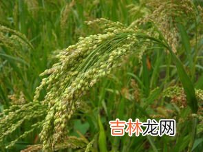 谷穗是小米吗,红谷穗和黄谷穗区别