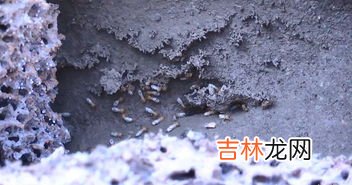 蚁后长什么样,蚁后长什么样子