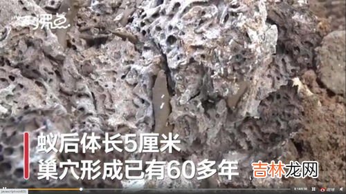 蚁后长什么样,蚁后长什么样子