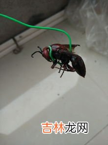 蚁后长什么样,蚁后长什么样子