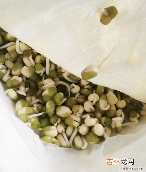 如何生豆芽方法,生豆芽的最佳方法