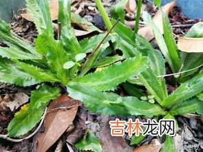 12月可以种香菜吗,12月可以种植香菜吗？