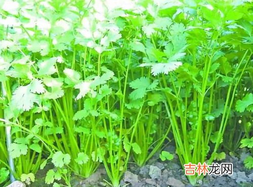 12月可以种香菜吗,12月可以种植香菜吗？