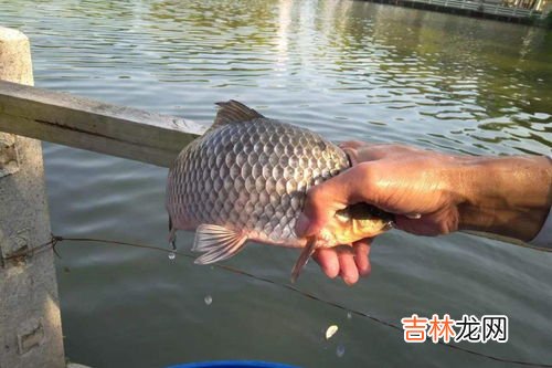 冬天怎么钓鲫鱼,冬季钓鲫鱼方法?