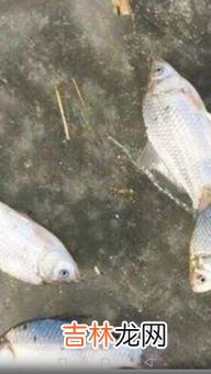 冬天怎么钓鲫鱼,冬季钓鲫鱼方法?