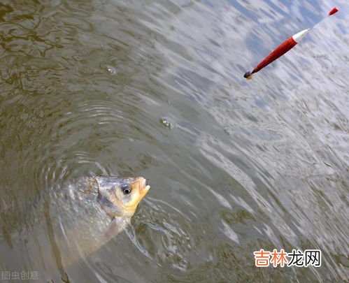 冬天怎么钓鲫鱼,冬季钓鲫鱼方法?
