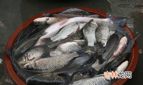 冬天怎么钓鲫鱼,冬季钓鲫鱼方法?