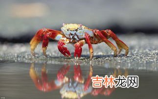 怎么钓螃蟹的方法,河里面螃蟹怎么钓