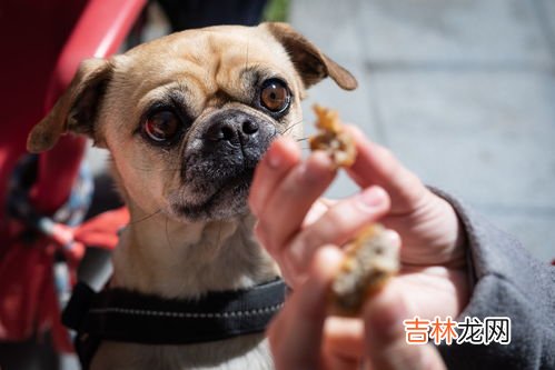 狗为什么不能吃巧克力,狗为什么不能吃巧克力?