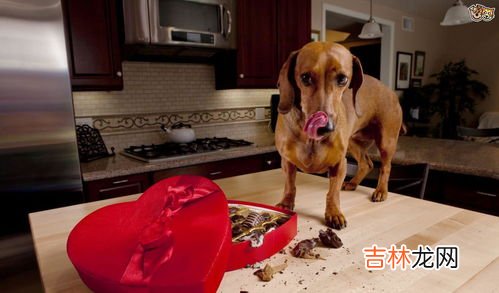 狗为什么不能吃巧克力,狗为什么不能吃巧克力？