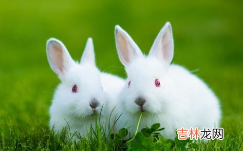 兔子的特点和外貌描写,兔子的外貌特征和特点