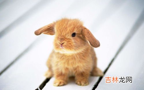 兔子的特点和外貌描写,兔子的外貌特征和特点